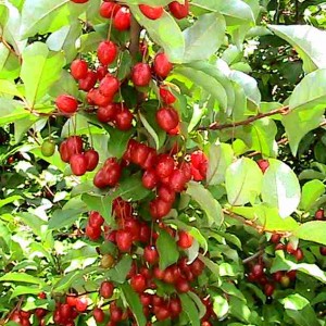 Саженец гуми Цунай