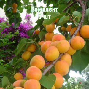 Комплект 5шт / Абрикос Дженгутаевский