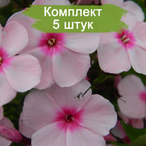 Саженцы флокса метельчатего Брайт Айз (Bright Eyes) -  комплект 5 шт.