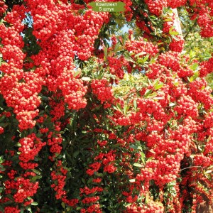 Саженцы пираканты Ред Стар (Red Star) -  комплект 5 шт.