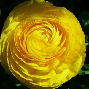 Саженец ранункулюса Виктория (Victoria White)