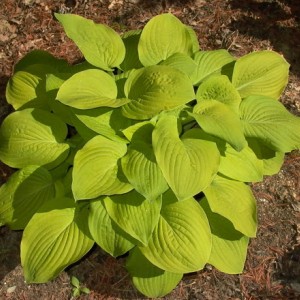 Саженец хосты Аугуст Мун (Аugust Moon)