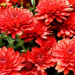 Саженец хризантемы мультифлора Майола (Majola) (Лососевая )