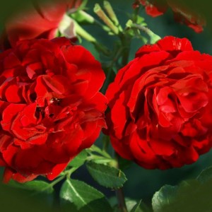 Саженец плетистой розы Сантана (Santana)