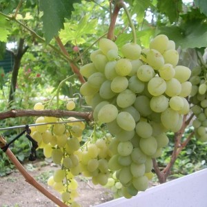 Саженец винограда Восторг (Ранний/Белый)