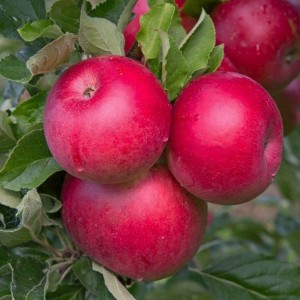 Саженец яблони Афродита